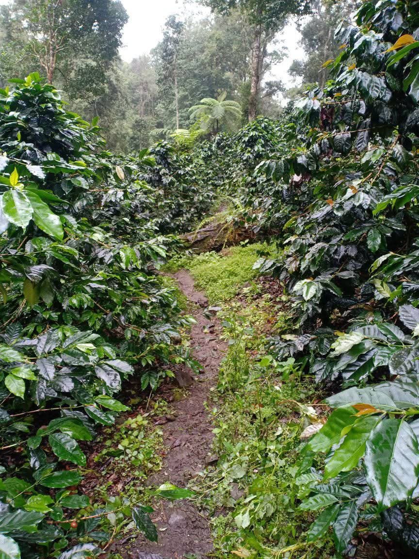 AGRICULTURAL LANDS  FOR SALE 